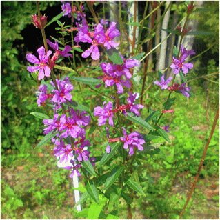 ハギの花