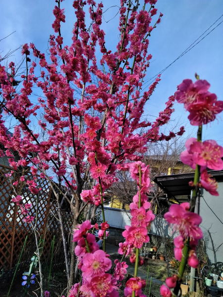 教室　西荻窪　杉並区　吉祥寺　初心者　月謝制　Ｇ＆Ｍギタースクール　ジーアンドエム　クラシックギター　ショップ　調整 修理　メンテナンス　 クラシックギター　スクール　ウクレレ　エレキ　フォーク　アコギ　ジャズ　ボサノヴァ　ブルース　ＪＲ中央線　杉並区　練馬　吉祥寺　西荻窪