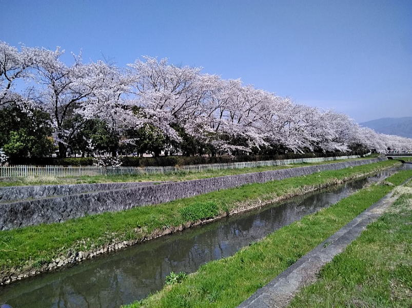 甲府から春の便り　オサダケンノスケ